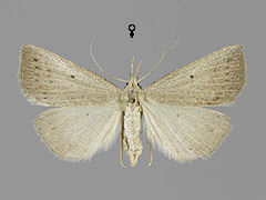 M. cribrumalis