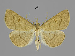 P. tristalis