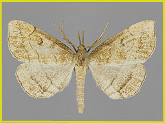 P. gryphalis