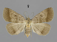 P. lunalis