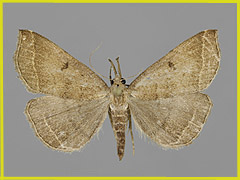 P. plumigeralis