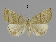 P. strigilatus