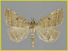 P. zelleralis