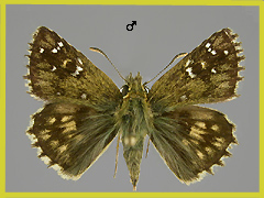 P. serratulae