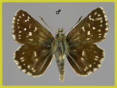 S. orbifer