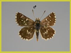 S. sertorius