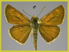 T.acteon