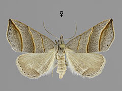 C. salicalis