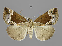 H. crassalis