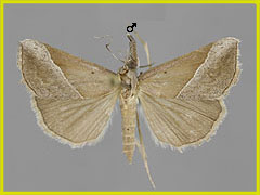 H. lividalis