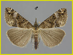 H. obsitalis