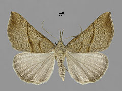 H. proboscidalis