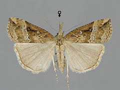 H. rostralis