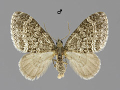 A. appensata