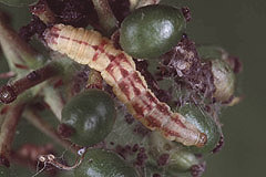 A. appensata