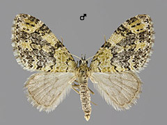 A. viretata