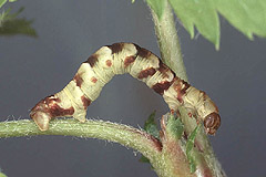 A. viretata