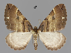 E. badiata