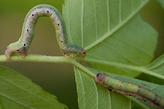 E. badiata