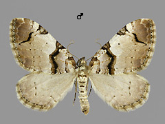 A. derivata
