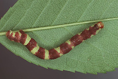 A. derivata