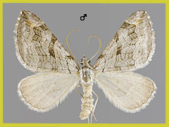 A. efformata
