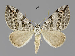 A. plagiata