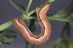 A. plagiata