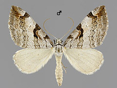 A. praeformata