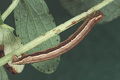A. praeformata