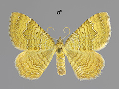 C. bilineatum