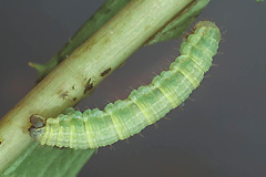 C. bilineatum