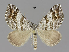 C. sororiata