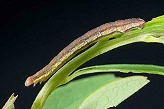 C. sororiata