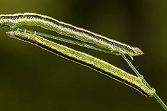 C. cuculata