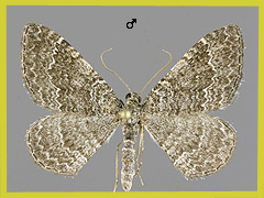 C. riguata