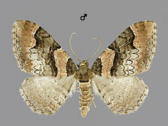C. rubidata