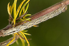 C. rubidata