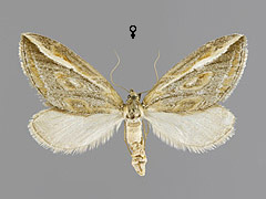 C. legatella