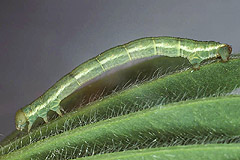 C. legatella