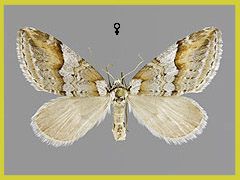 C. rufata