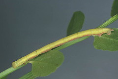 C. miata