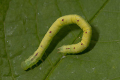 C. siterata