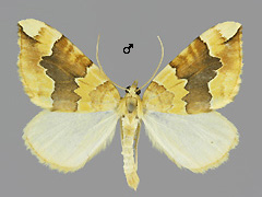 C. fulvata