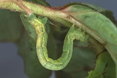 C. fulvata