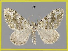 C. salicata