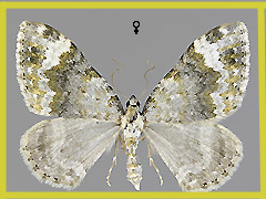 C. tophaceata