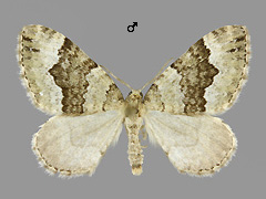 C. aptata