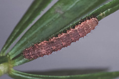 C. aptata