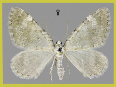 C. aqueata